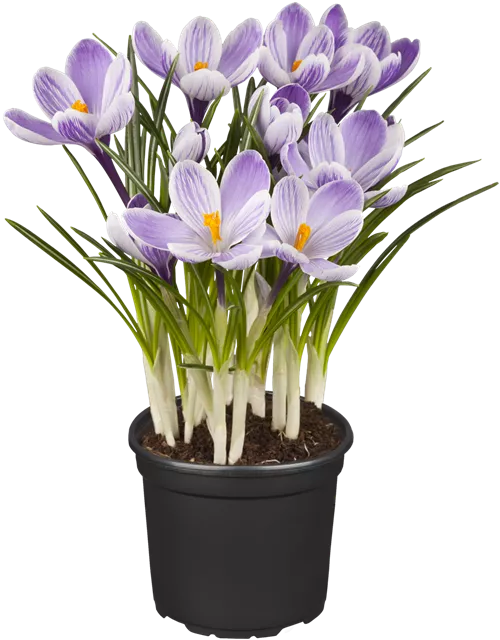 Crocus Hybride