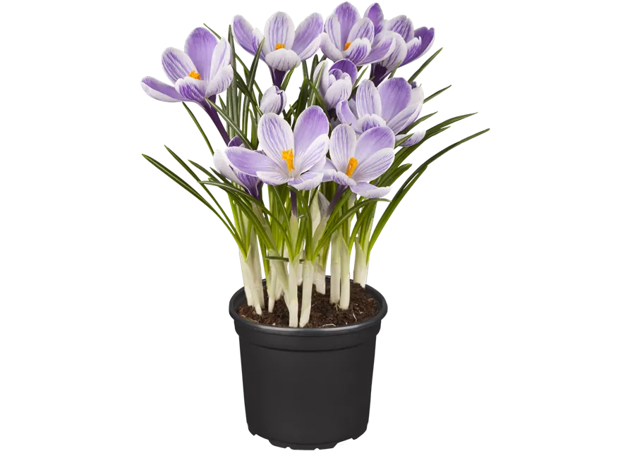 Crocus Hybride