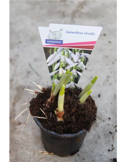 Galanthus Nivalis,