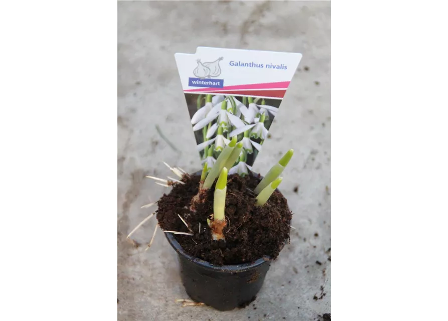 Galanthus Nivalis,