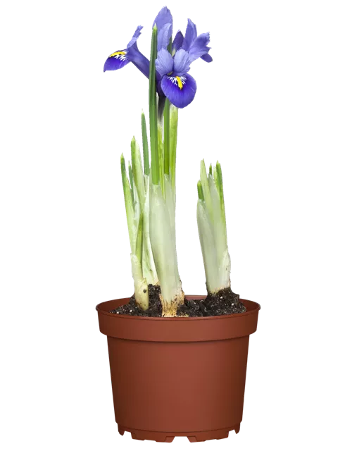 Iris reticulata