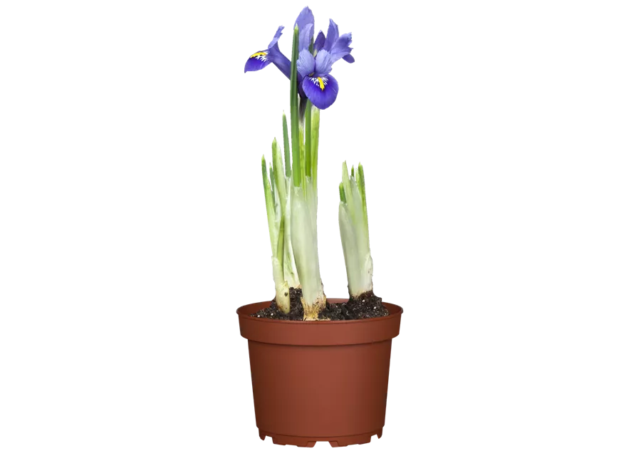 Iris reticulata