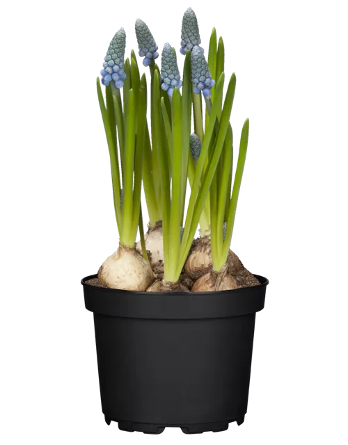 Muscari Hybride