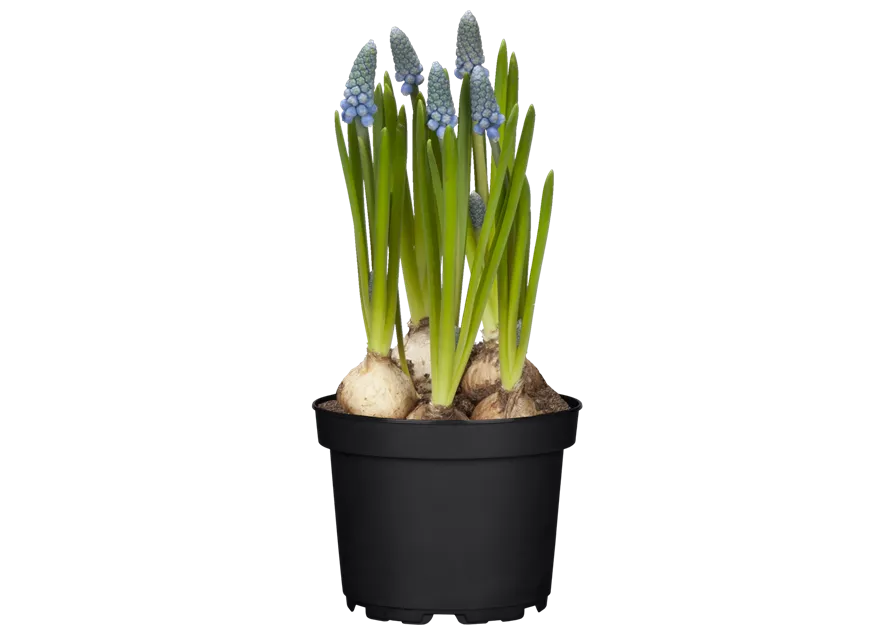 Muscari Hybride