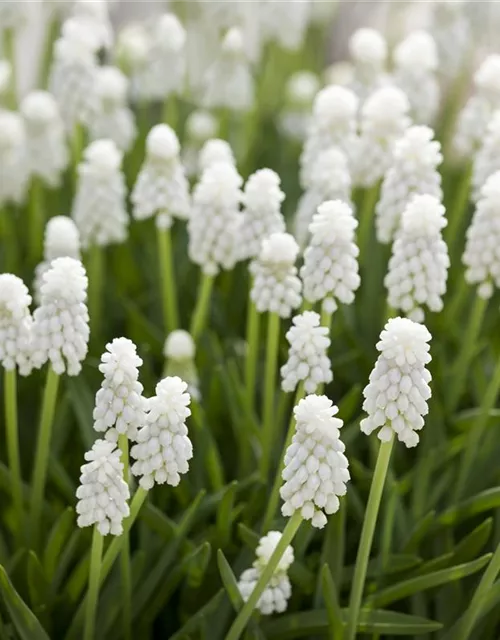 Muscari Hybride