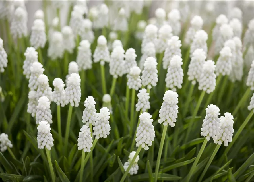 Muscari Hybride