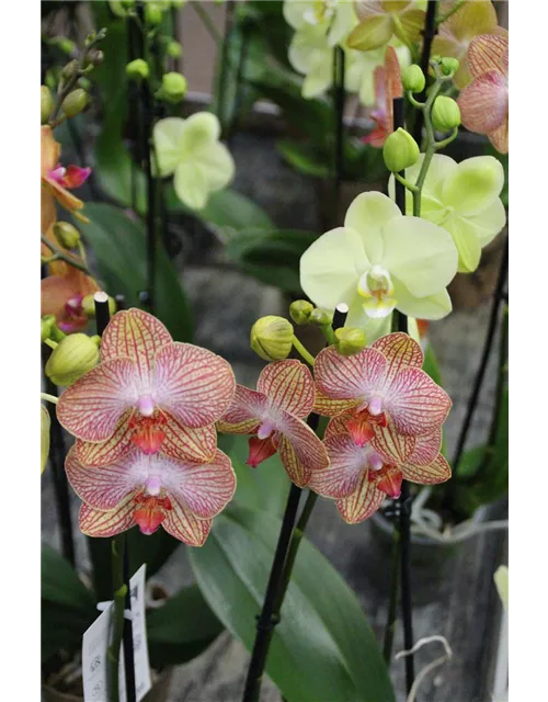 Phalaenopsis 2 Triebe 