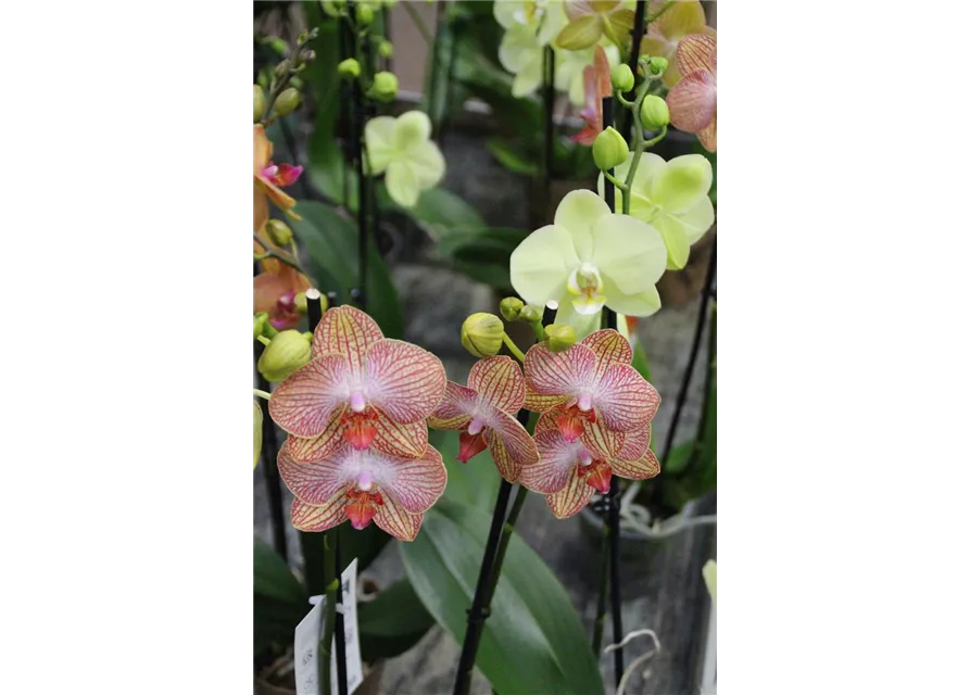 Phalaenopsis 2 Triebe 