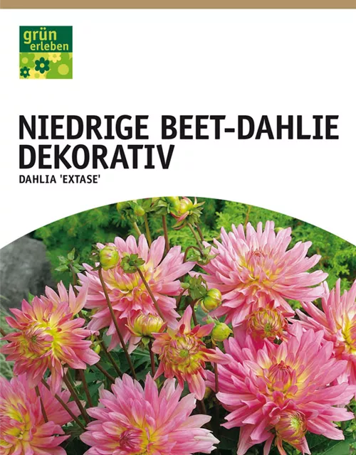 GE Dahlie Extase x1 Border Dahlie lachs-rosa-gelb