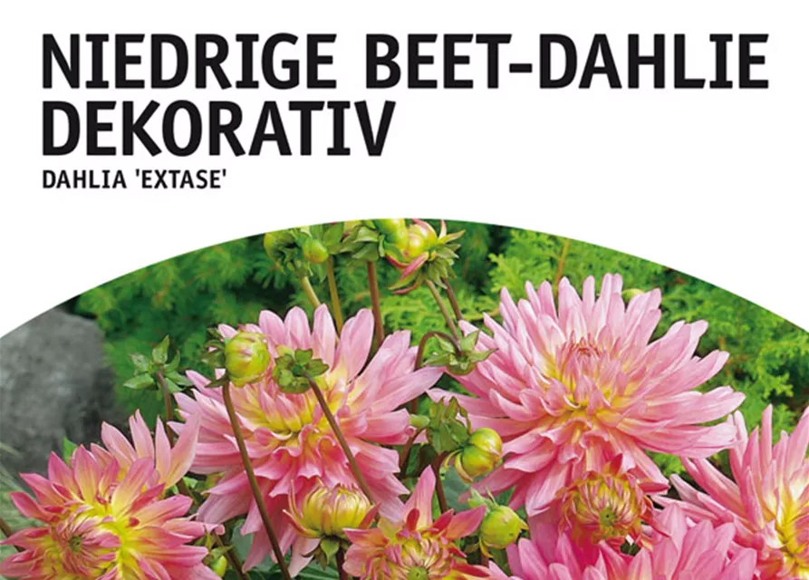 GE Dahlie Extase x1 Border Dahlie lachs-rosa-gelb