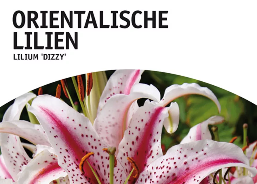 GE Lilien Dizzy x2 16/+ Or. Lilien weiß-purpur gestr.