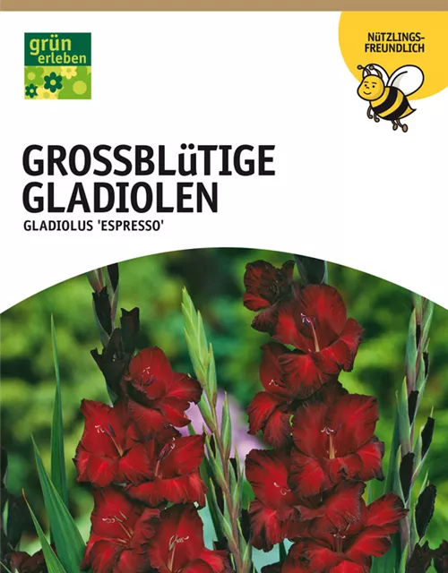 GE Gladiolus Espresso x10 12/14 Großbl Glad. dunkelrot