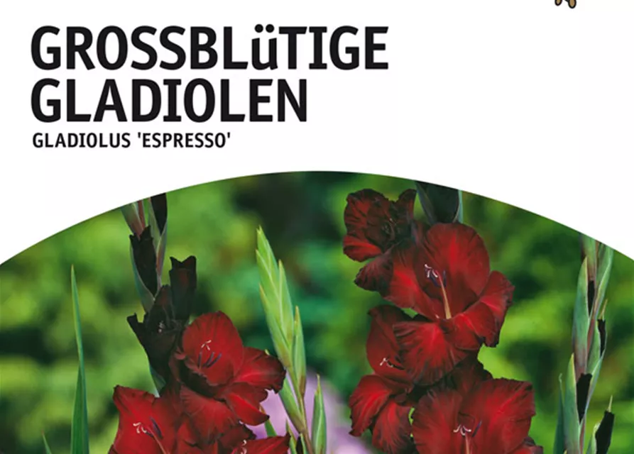 GE Gladiolus Espresso x10 12/14 Großbl Glad. dunkelrot