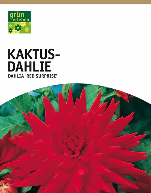 GE Dahlie Red Surprise x1 Kaktus Dahlie rot-gelb