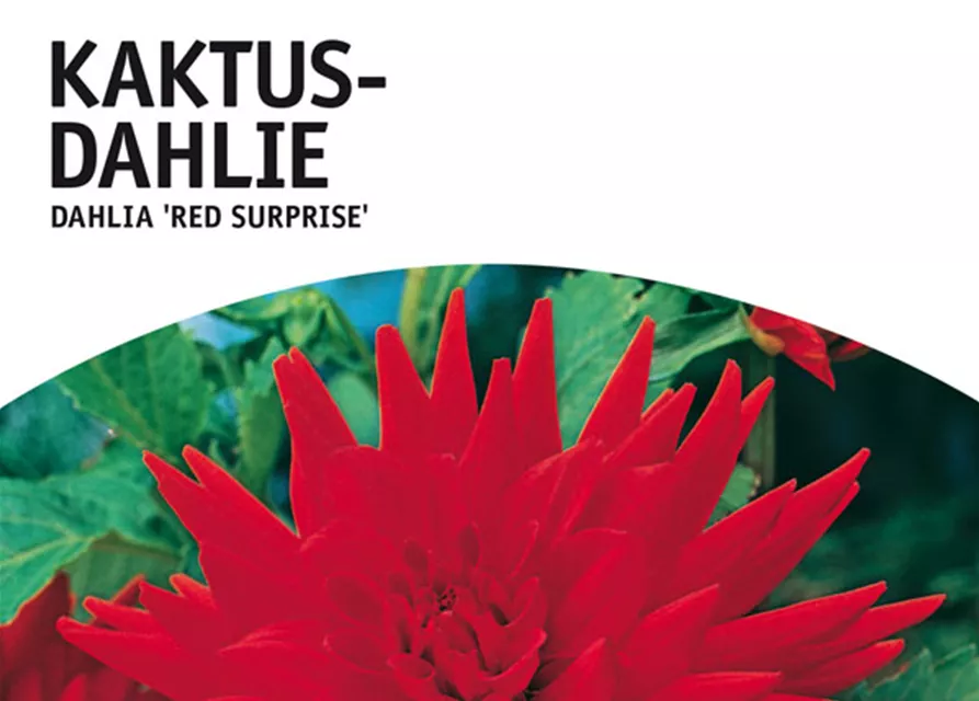 GE Dahlie Red Surprise x1 Kaktus Dahlie rot-gelb