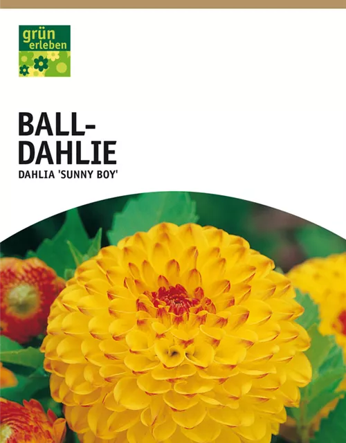 GE Dahlie Sunny Boy x1 Ball Dahlie gelb-rot