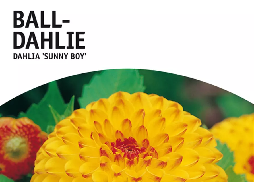 GE Dahlie Sunny Boy x1 Ball Dahlie gelb-rot