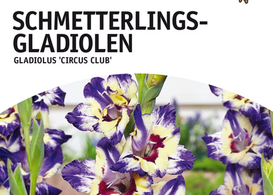 GE Gladiolus Circus Club x10 10/12nSchmett. Glad. weiß-purpur