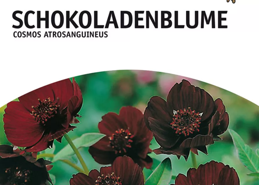 GE Cosmos atrosanguineus x1 14/+ Schokoladeblume braun