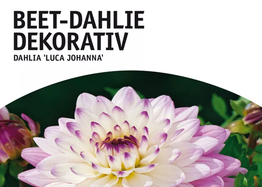 GE Dahlie Luca Johanna x1 Border Dahlie weiß-rosa Glut