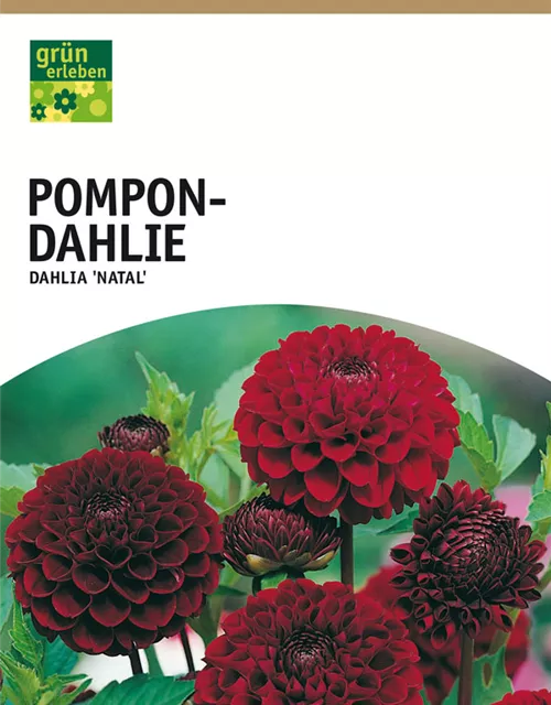 GE Dahlie Natal x1 Pompon Dahlie braun-rot