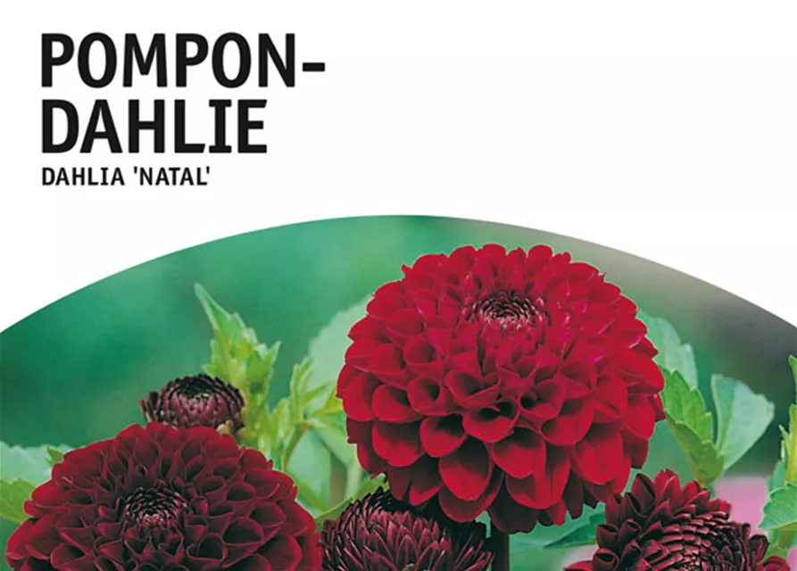 GE Dahlie Natal x1 Pompon Dahlie braun-rot