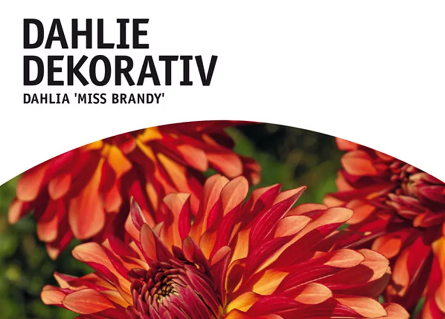 GE Dahlie Miss Brandy x1 Schmuck Dahlie orange-rot