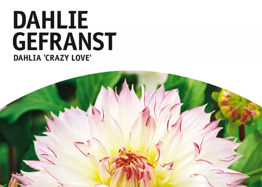 GE Dahlie Crazy Love x1 Schmuck Dahlie weiß, rosa Rand