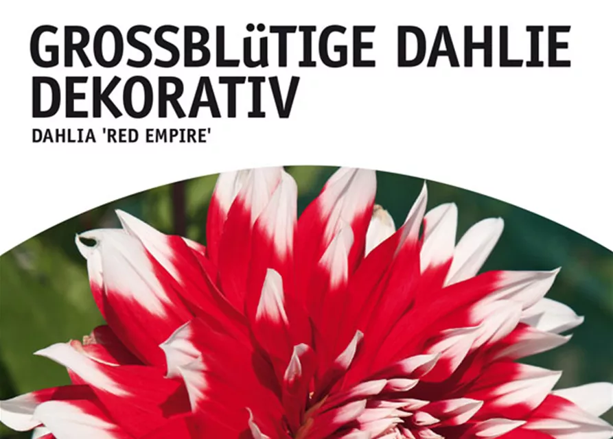 GE Dahlie Red Empire x1 Schmuck Dahlie red