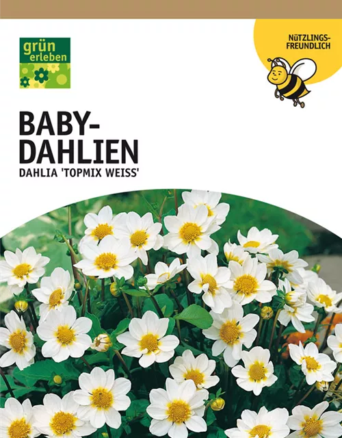 GE Dahlien Topmix Weiß x3 Baby Dahlie weiß XXL