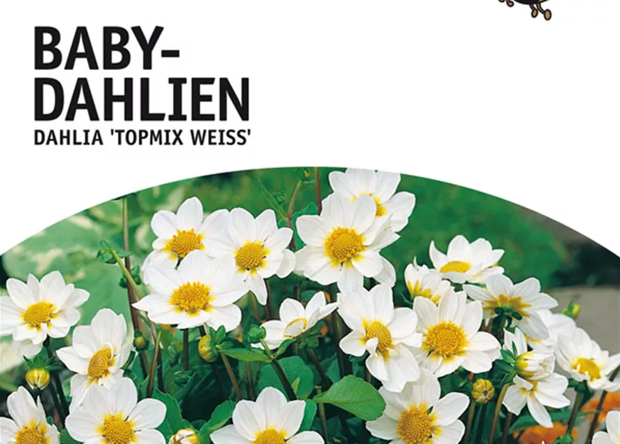 GE Dahlien Topmix Weiß x3 Baby Dahlie weiß XXL