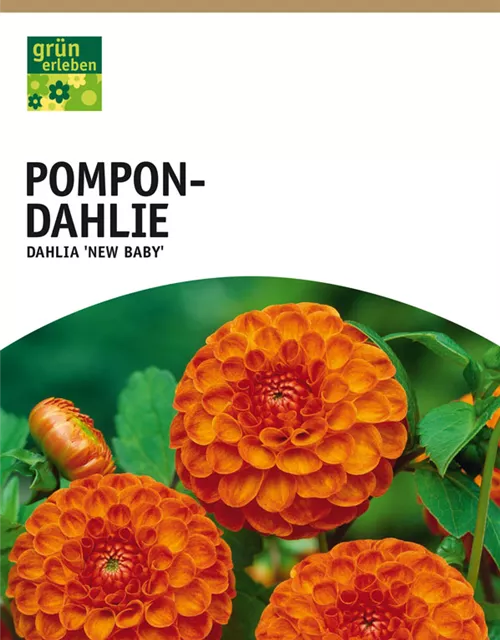 GE Dahlie New Baby x1 Pompon Dahlie orange