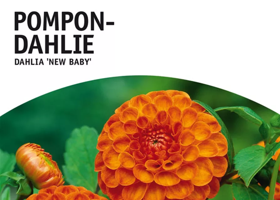 GE Dahlie New Baby x1 Pompon Dahlie orange