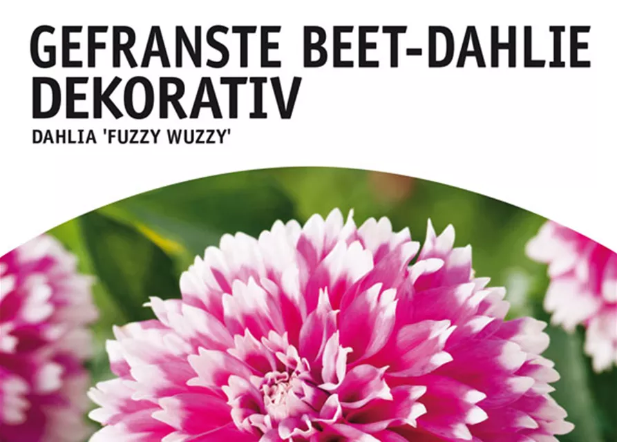 GE Dahlie Fuzzy Wuzzy x1 BorderDahl. rosa-weiße Rand