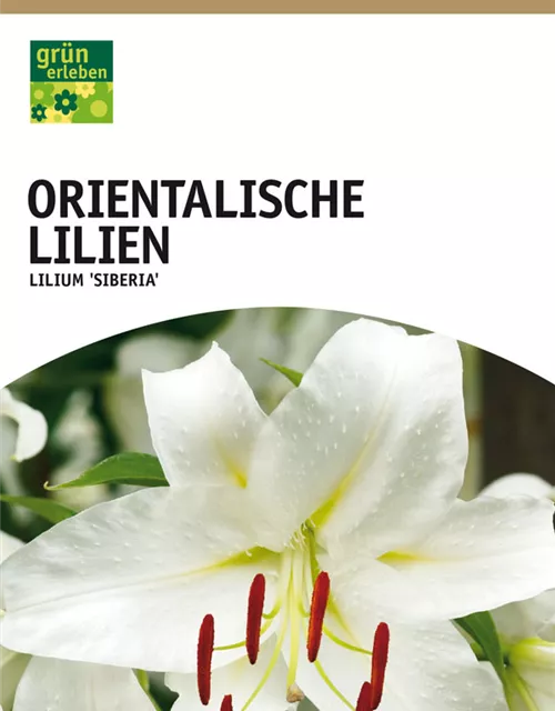 GE Lilien Siberia x2 16/+ Oriental Lilien weiß