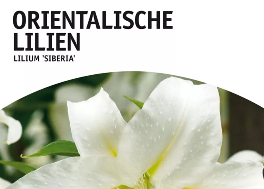 GE Lilien Siberia x2 16/+ Oriental Lilien weiß