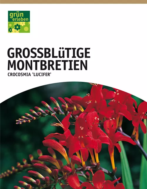 GE Montbretien Lucifer x10 12/+ Crocosmia großbl. orangerot