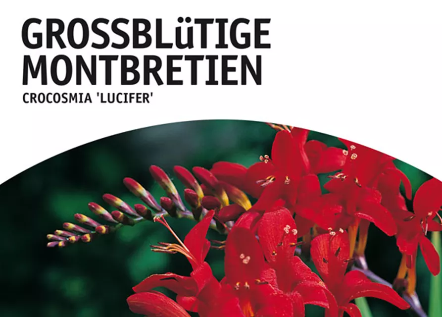 GE Montbretien Lucifer x10 12/+ Crocosmia großbl. orangerot