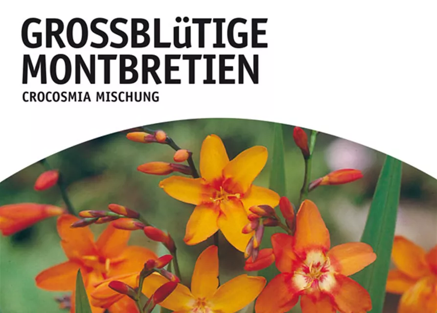 GE Montbretien großbl. x10 6/+ Crocosmia großblütig orange