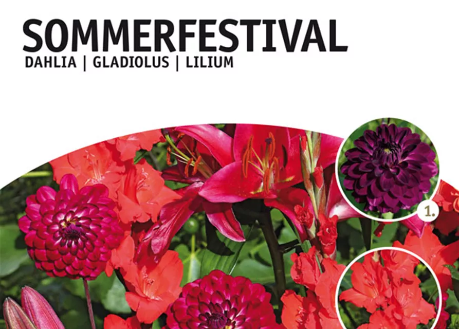 GE Sommerfestival Mischung x12 Summerfestival x12 TOP