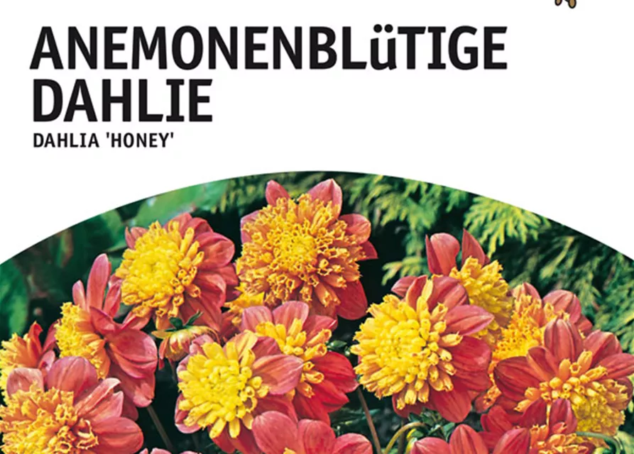 GE Dahlie Honey x1 Anem.bl. Dahlie rosa-gelb