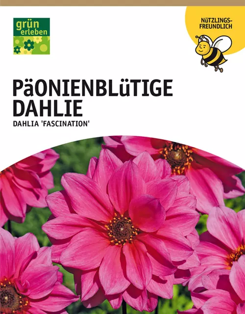 GE Dahlie Fascination x1 Päonienbl. Dahlie rosa