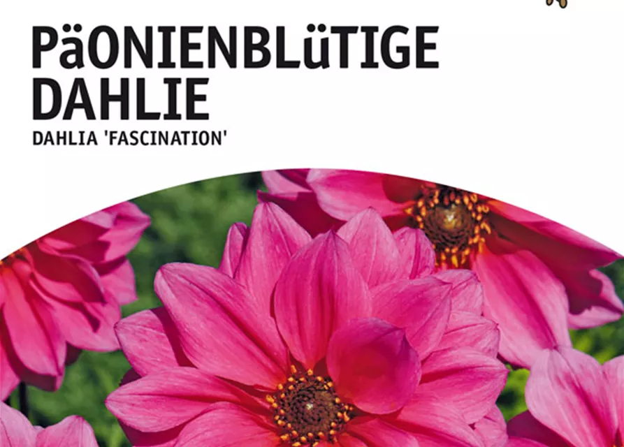 GE Dahlie Fascination x1 Päonienbl. Dahlie rosa