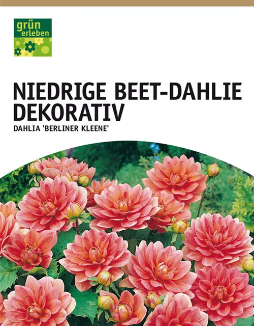 GE Dahlie Berliner Kleene x1 Border Dahlie lachs-rosa