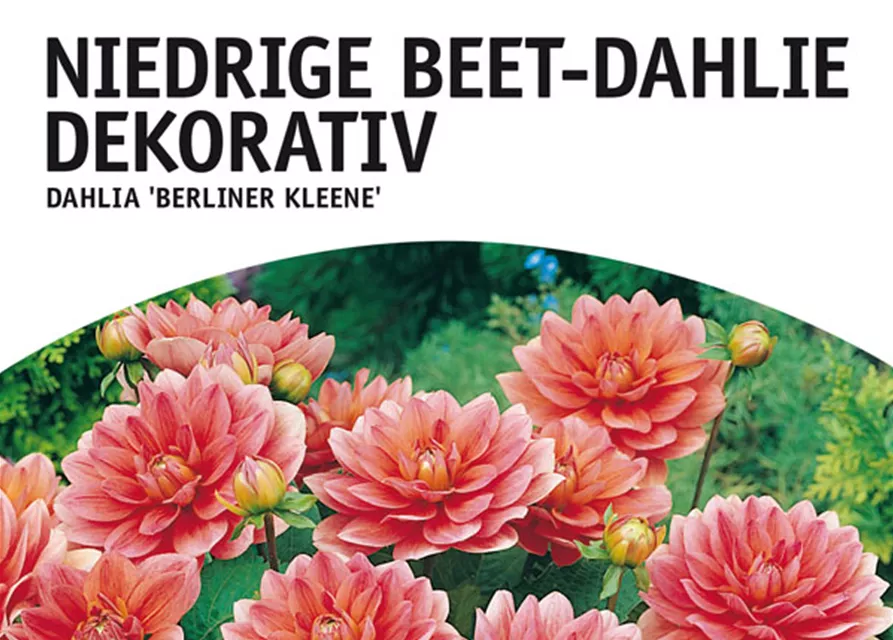 GE Dahlie Berliner Kleene x1 Border Dahlie lachs-rosa