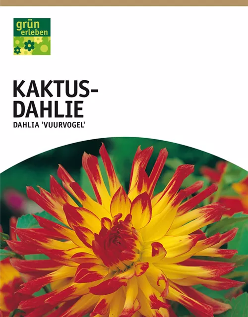 GE Dahlie Vuurvogel x1 Kaktus Dahlie gelb-rot