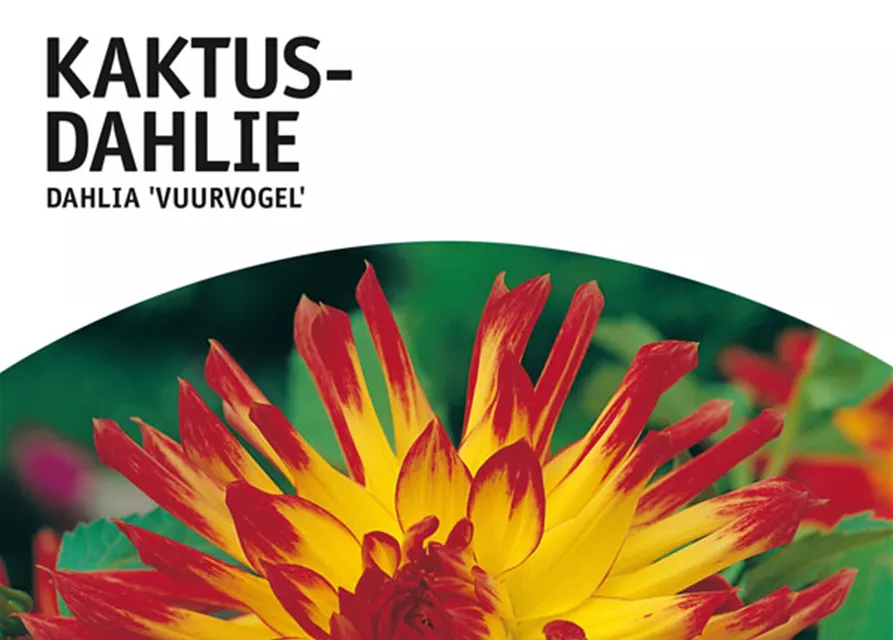 GE Dahlie Vuurvogel x1 Kaktus Dahlie gelb-rot