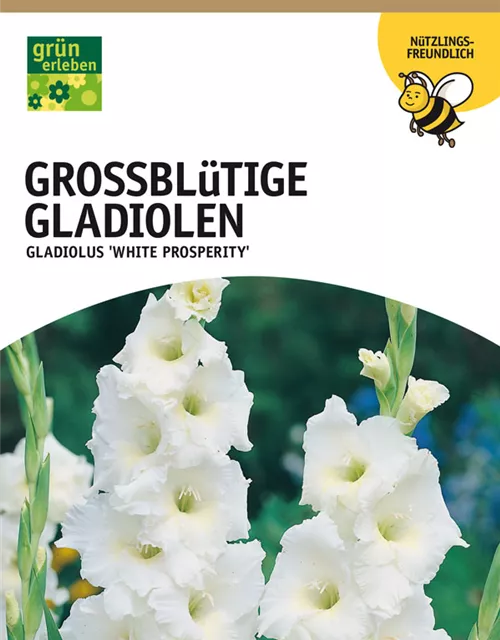 GE Gladiolus Wh. Prosper. x10 12/14 Großbl Glad. weiß