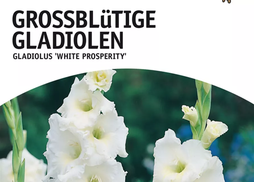 GE Gladiolus Wh. Prosper. x10 12/14 Großbl Glad. weiß