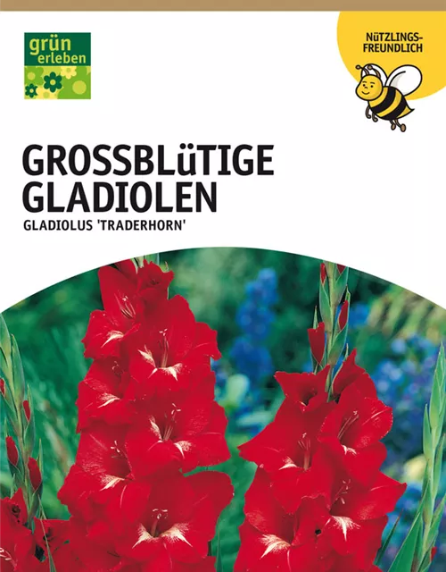 GE Gladiolus Traderhorn x10 12/14 Großbl Glad. tief rot